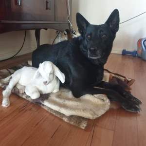 Dog and goat