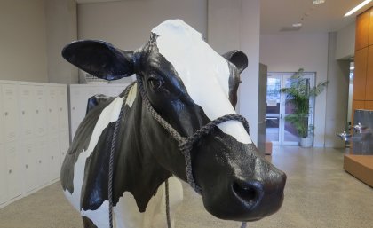Cow model
