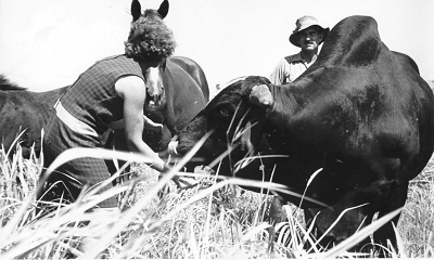 Barbara Jephcott and cows