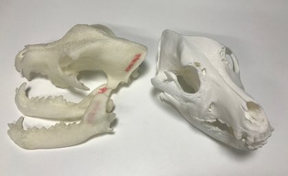 Dog skulls models
