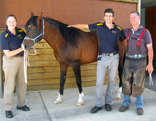 Staff and horse