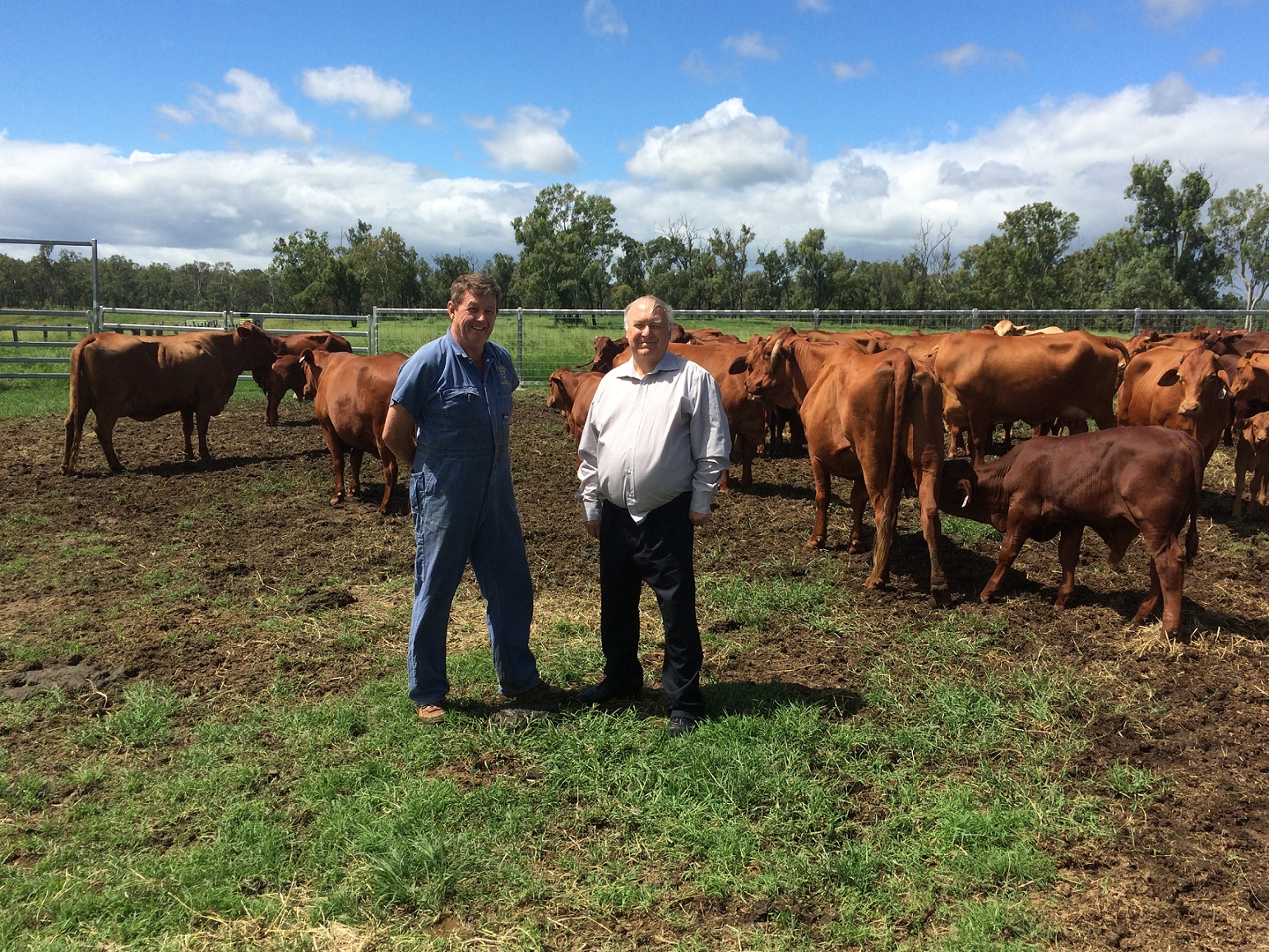 ol of Veterinary Science hoProfessor Michael Holland and Professor Michael McGowan with cattle