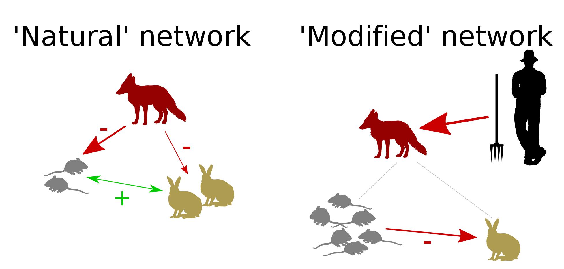 Network plan, natural vs modified