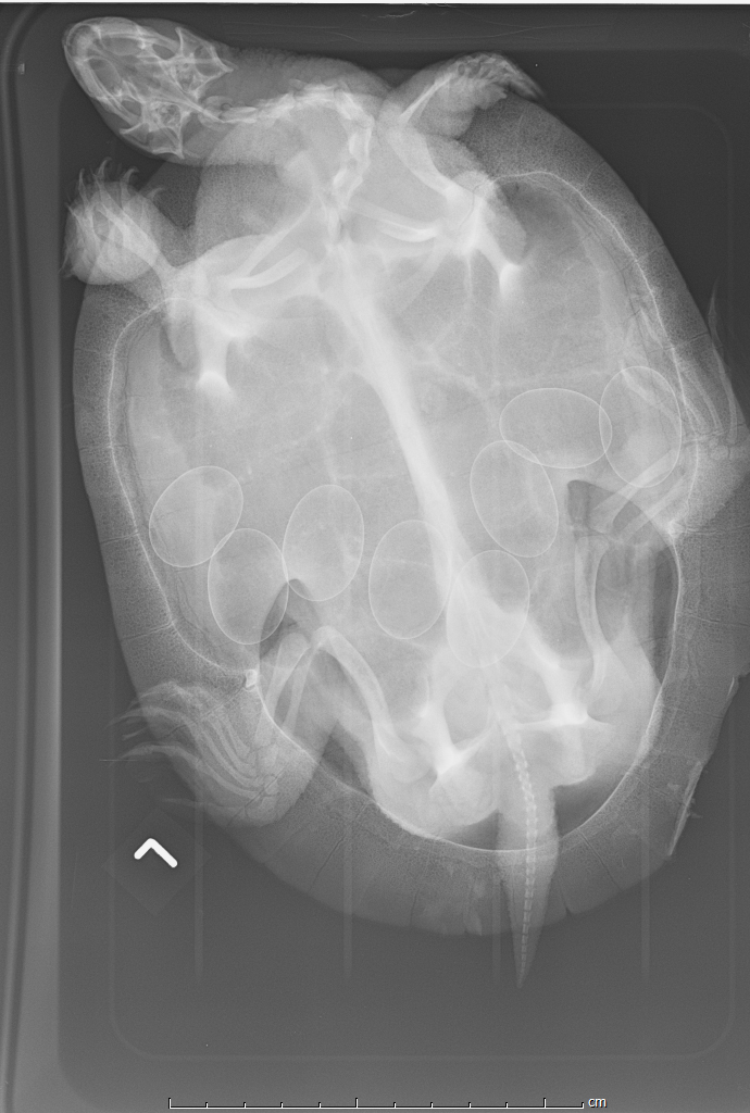 Turtle x ray