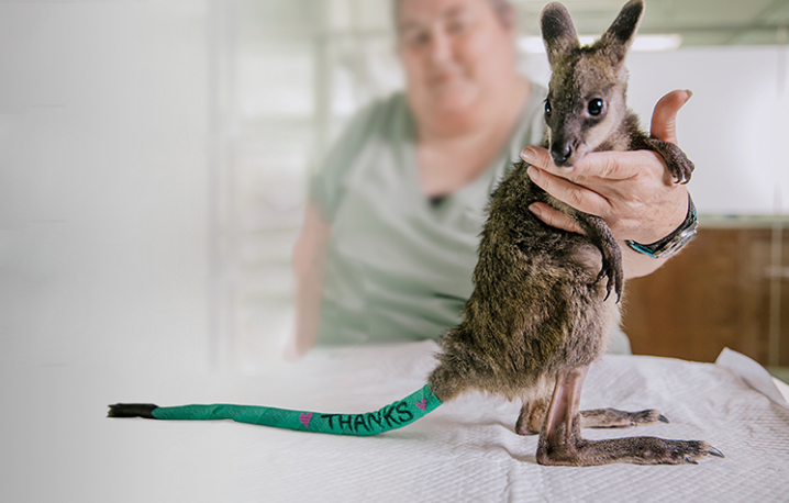 Tail bandaged marsupial