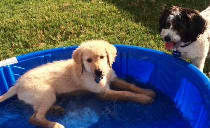 Dogs in kids plastic pool