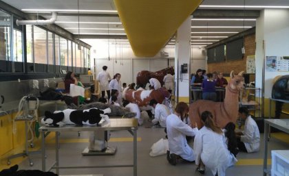 Students at vet hub