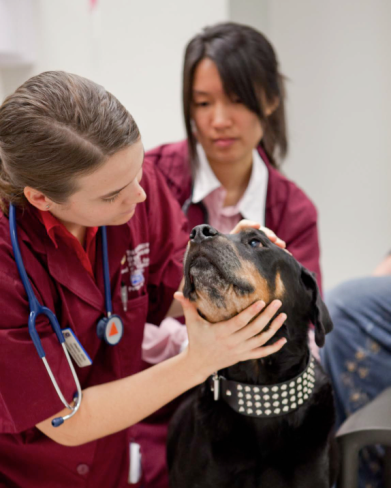 vet students and dog
