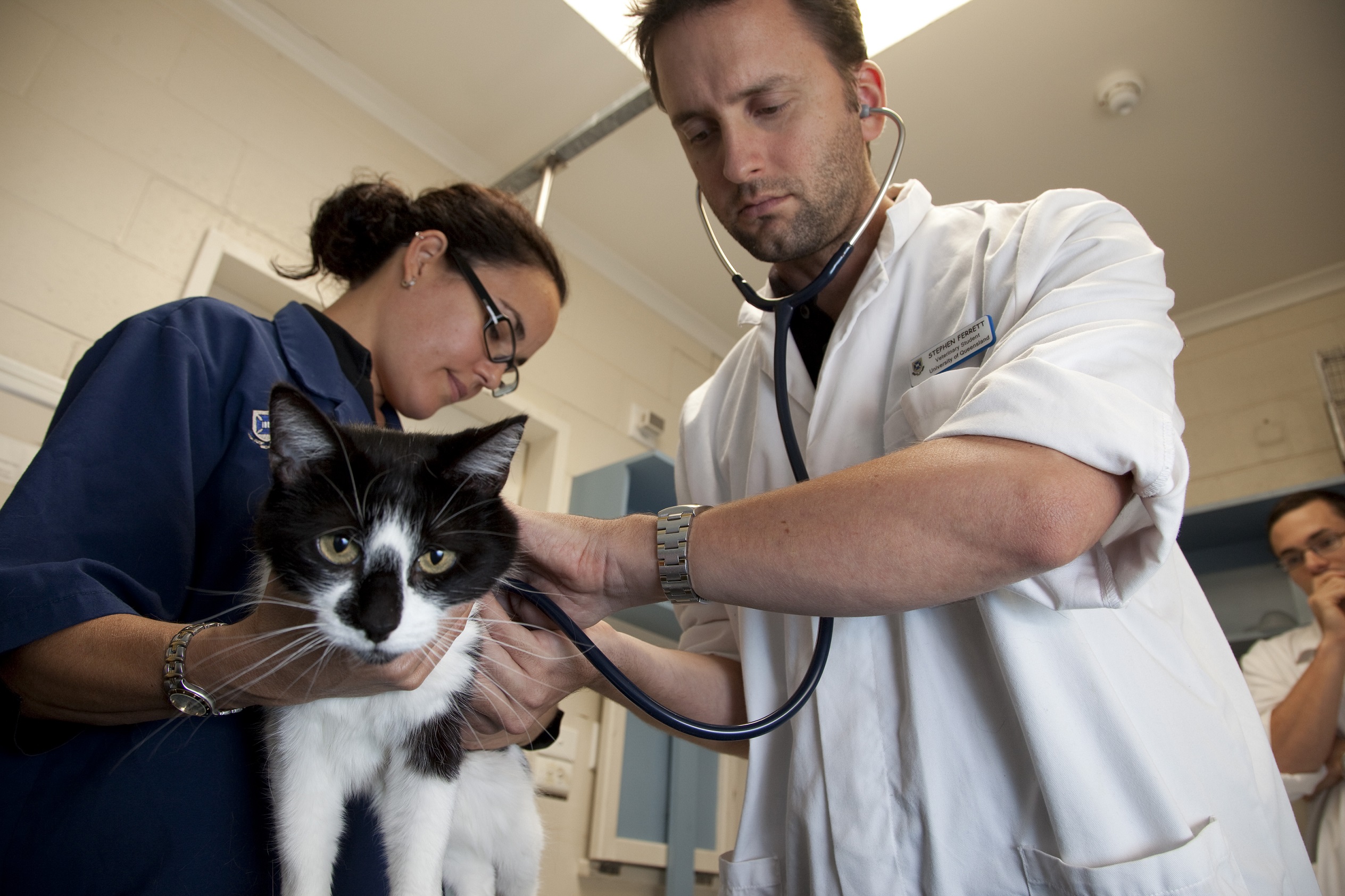 New pet database to improve animal health - School of Veterinary Science -  University of Queensland