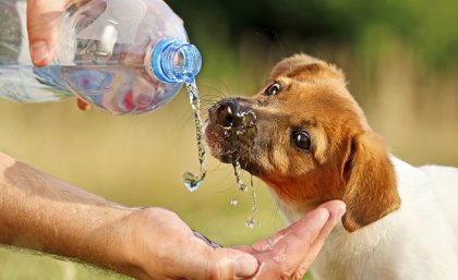  Dog drinking bottle water