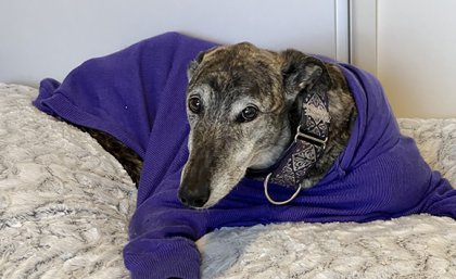 A greyhound in a purple jumper lying on a bed