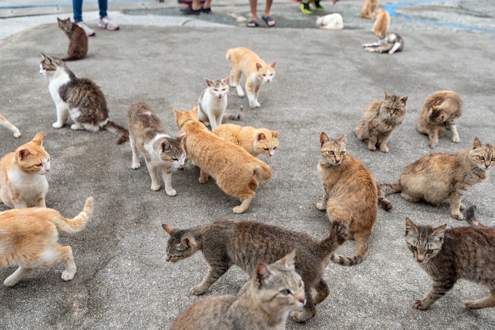 A group of stray cats