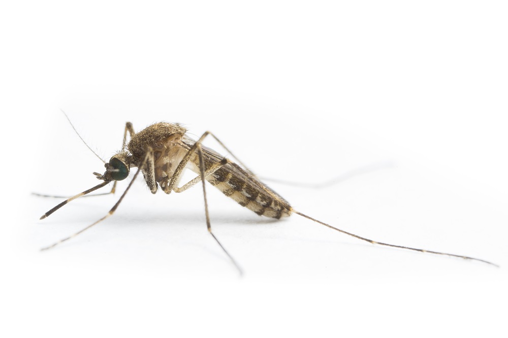 A close up photo of the Culex annulirostris mosquito