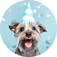 puppy wearing a party hat