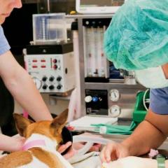 Nurses performing procedure