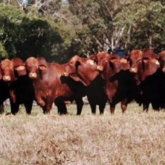 Cows in field