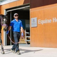Horse and person in front of Equine Hospital