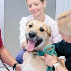 Staff with dog