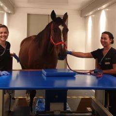 Staff with horse 
