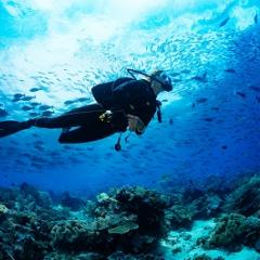 Diver