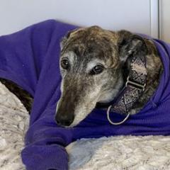 A greyhound in a purple jumper lying on a bed