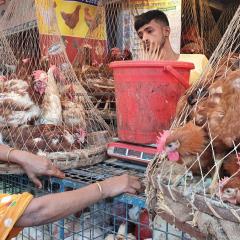 Bird market