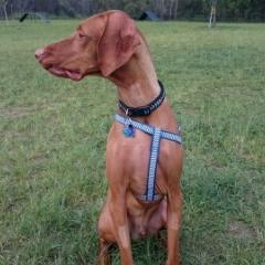 Louis the dog