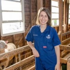 Dr Taylor Pini stands next to a sheep