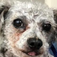 Senior dog