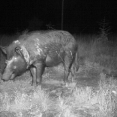 Feral pig