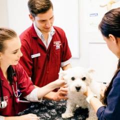 vet students