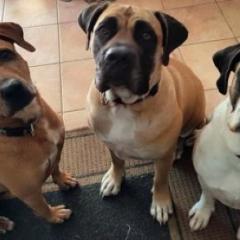 Dogs