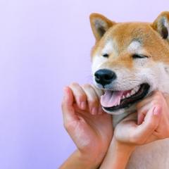 Dog with pretend human hands