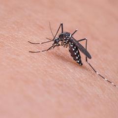 mosquito biting a person's arm