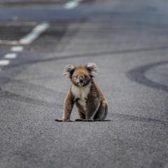 Koala sitting on a road